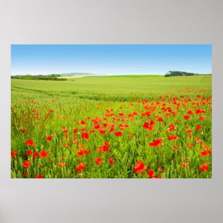 Poppies field, Scoltand print