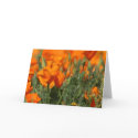 Poppies Galore Greeting Card