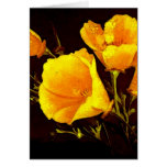 Poppies Greeting Cards