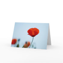 Poppies in a field in Nidd cards