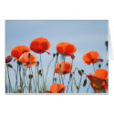 Poppies in a field in Nidd cards by photocatseyes Poppies in a field in Nidd cards