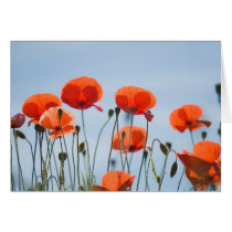 Poppies in a field in Nidd cards