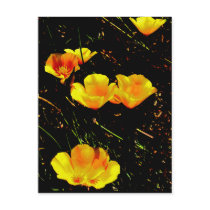 Poppies in a Row Notes Card