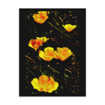 Poppies in a Row Postcard