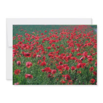 Poppies in Denmark flowers Invitation