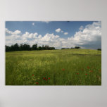 Poppies in Fields Print