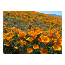 Poppies in Perspective posters by Bugmaster Poppies in Perspective posters