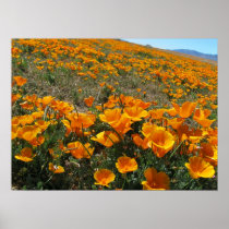 Poppies in Perspective Posters