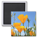 Poppies in Spring magnet
