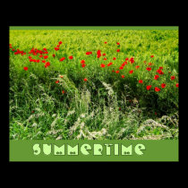 Poppies in Summer posters