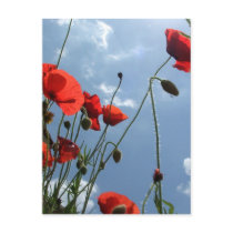Poppies in Sun - postcard