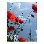 Poppies in Sun - postcard