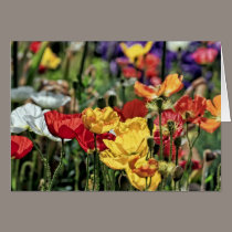 Poppies in the Sun cards