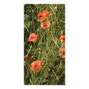 poppies in wheat photo cards by VioDePhoto poppies in wheat photo cards