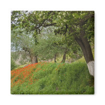 Poppies magnets