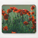 Poppies no. 3 | Mousepad by celtxian Poppies no. 3 | Mousepad