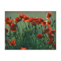 Poppies No. 3 | Postcard