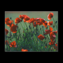 Poppies No. 3 | Postcard by celtxian Poppies No. 3 | Postcard
