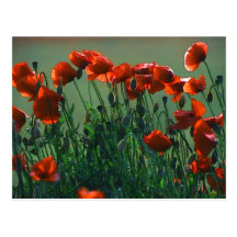 Poppies No. 3 | Postcard
