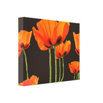 Poppies on Brown Background Stretched Canvas Prints