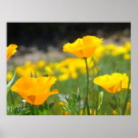 POPPIES Orange Poppy Flowers Art Prints Framed Art