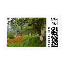 Poppies stamps