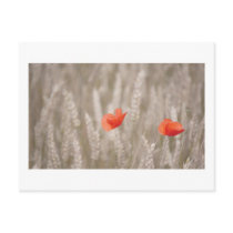 poppies post cards