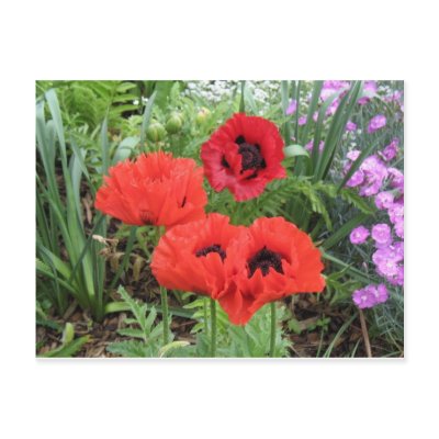 poppies post card by kathiscc