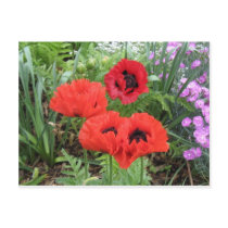 poppies postcards