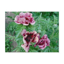 Poppies Postcard