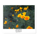 poppies posters by squeaks77 poppies posters