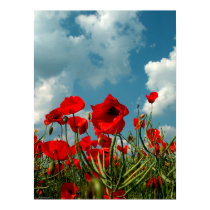 Poppies posters by photomorgana Poppies posters