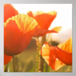 Poppies Poster