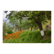Poppies posters