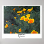 poppies posters