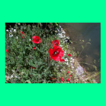 Poppies posters