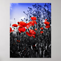 Poppies Print posters