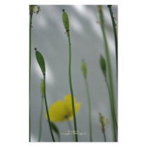 Poppies & shade (10) stationery by PBsecretgarden Poppies & shade (10) stationery