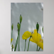 Poppies & shade (1) poster