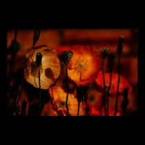 Poppies When Evening Comes posters