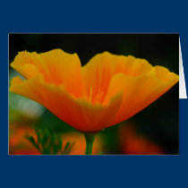 Poppin Poppies! cards