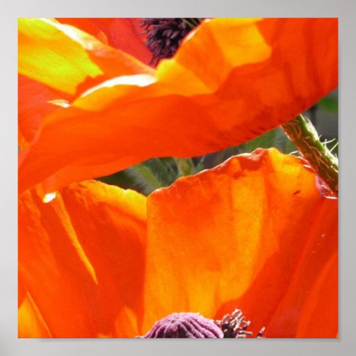 Popping Poppies Poster