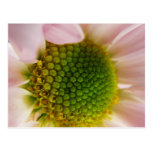 Popping With Pollen..... Post Card