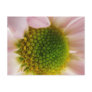 Popping With Pollen..... Post Card