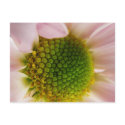 Popping With Pollen..... postcards