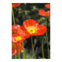 Poppy 1 posters by JMaccoby Poppy 1 posters