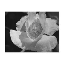 Poppy 5 post card