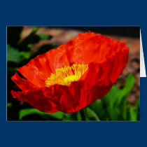 Poppy ~ a bright Note of Spring! cards