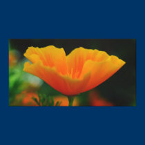 Poppy  ~ a glorious note of spring! canvas prints