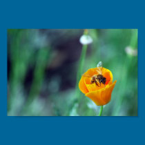 Poppy and Bee posters